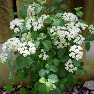 Blue Muffin® Viburnum