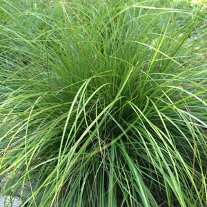 Pennsylvania Sedge