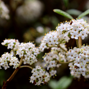 Viburnum Pragense