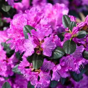 PJM Rhododendron
