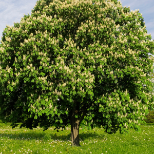 Chinese Chestnut Tree