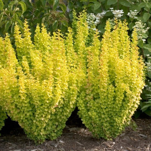Sunjoy Gold Pillar® Barberry