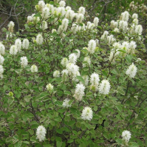 Mount Airy Fothergilla