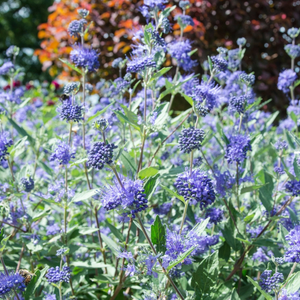 Dark Knight Caryopteris