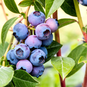 Low Bush Blueberry Bush