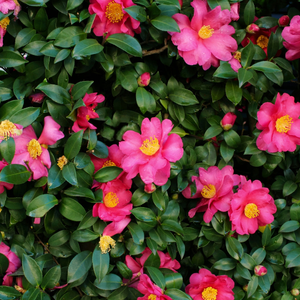 Shishi Gashira Camellia