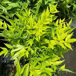 Lemon Lime Nandina