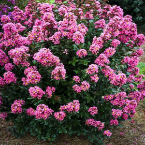 Coral Magic Crape Myrtle