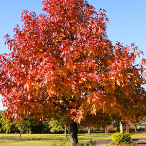 Sweetgum Tree