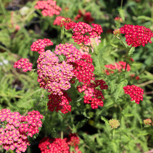 Paprika Yarrow