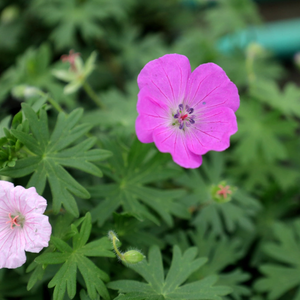 Geranium Max Frei