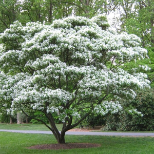 Chinese Fringe Tree