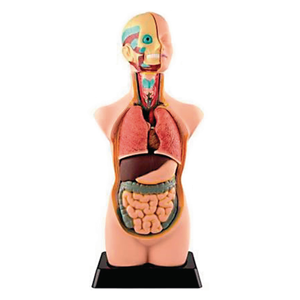 Human Torso Model - 20in