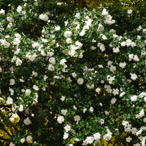 Setsugekka Camellia