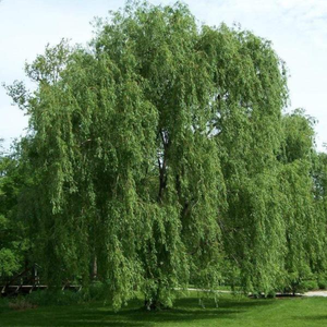 Weeping Willow Tree