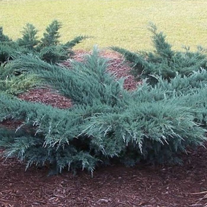 Grey Owl Juniper