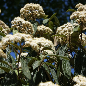 Leatherleaf Viburnum