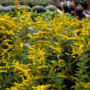 Fireworks Goldenrod
