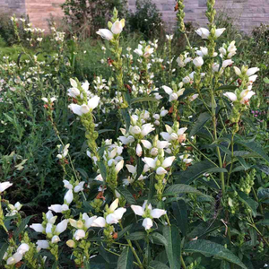 White Turtlehead