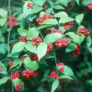 Euonymus Hearts-a-Bustin