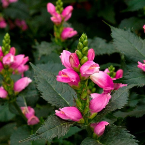 Hot Lips Pink Turtlehead