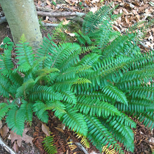 Christmas Fern