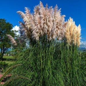 Dwarf Pampas Grass (Cortaderia selloana ‘Pumila’)