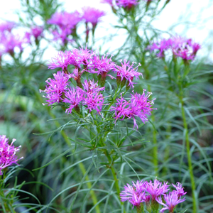 Iron Butterfly Vernonia