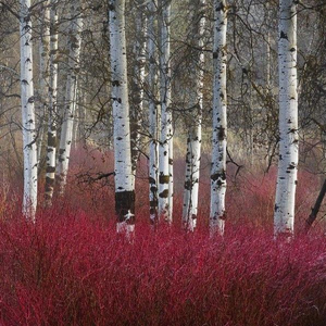 Arctic Fire® Red Twig Dogwood