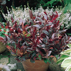 Leucothoe Scarletta