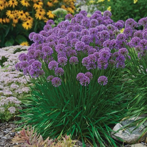 Allium Millenium