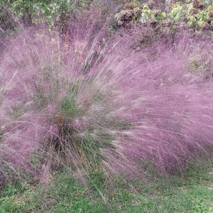 Purple Love Grass