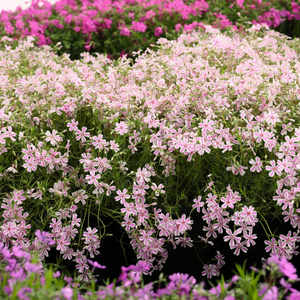 Candy Stripe Creeping Phlox