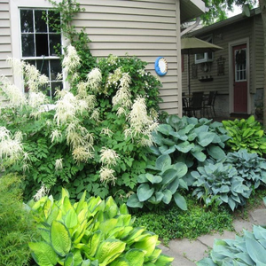 Goatsbeard (Aruncus dioicus)