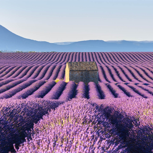 Secrets of Provence