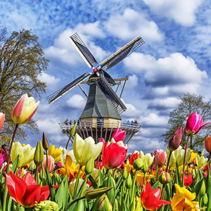 Springtime Tulips & Keukenhof Gardens