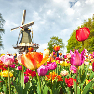 Springtime Tulips & Keukenhof Gardens - Fly