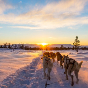 Huskies & the Northern Lights