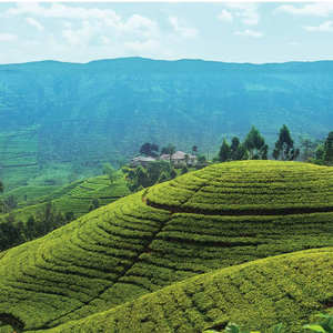 Grand Tour of Sri Lanka