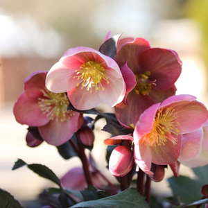 Pink Frost Hellebore