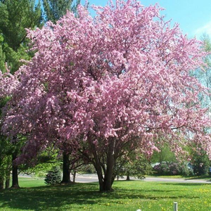 Thundercloud Purple Leaf Plum Tree