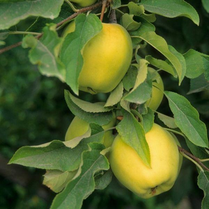 Golden Delicious Apple Tree