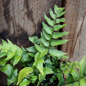 Japanese Holly Fern