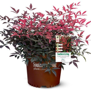 Flirt™ Nandina