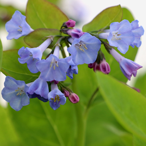 Virginia Bluebells (Mertensia virginica)