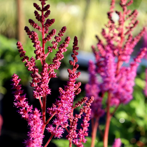 Astilbe Vision in Red