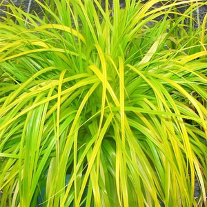 Carex Everillo