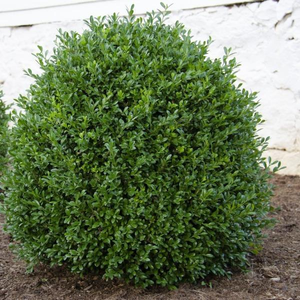 NewGen Independence® Boxwood