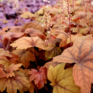 Sweet Tea Heucherella
