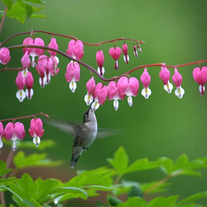 Old-Fashioned Bleeding Heart Plant
